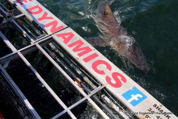 Shark cage Diving, South Africa