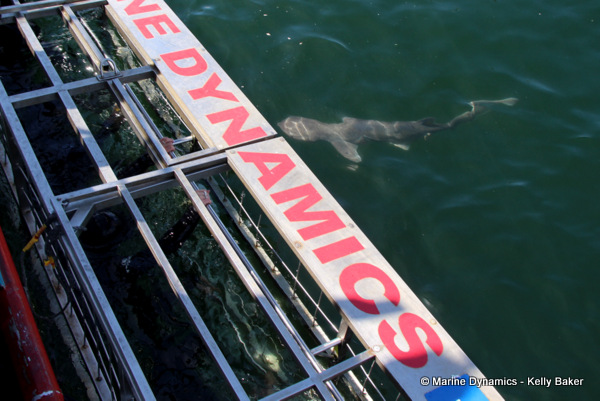 Sevengill shark, South Africa