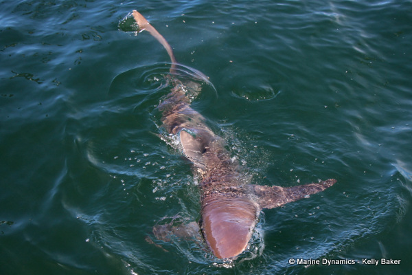Bronze whaler shark, South Africa