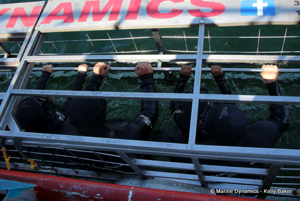 Shark Cage Diving, South Africa