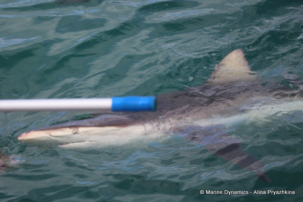 Bronze whaler shark