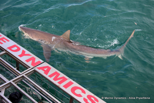 Bronze whaler shark, GAnsbaai, South Africa