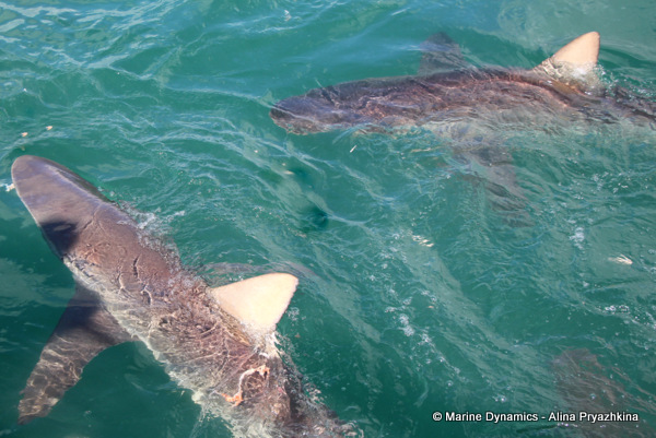 Bronze whaler shark, GAnsbaai, South Africa