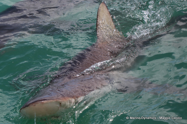 Bronze whaler shark, South Africa
