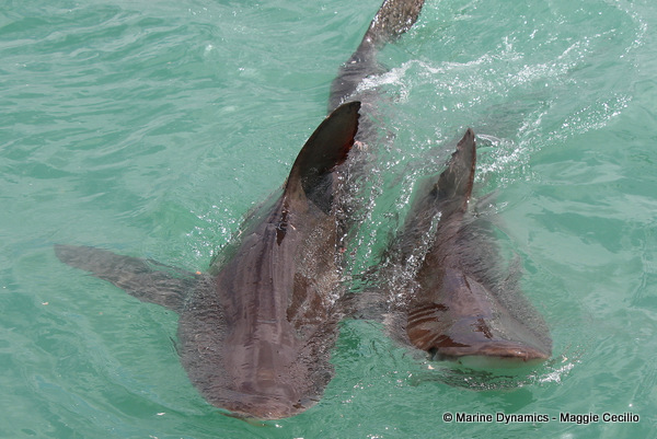 Bronze whaler shark, South Africa