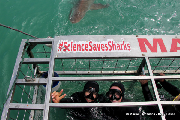 Bronze whaler shark, South Africa