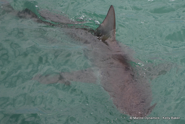 Bronze whaler shark, South Africa