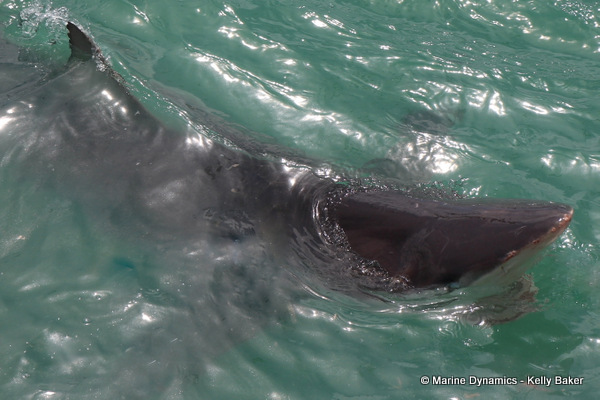 Bronze whaler shark, South Africa