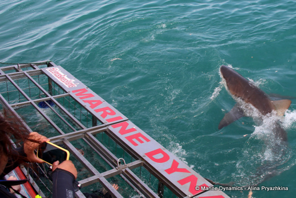 Bronze whaler sharks, Gansbaai, South Africa