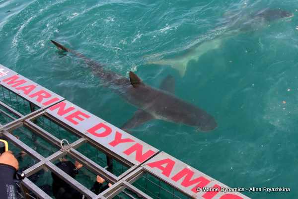 Bronze whaler sharks, Gansbaai, South Africa