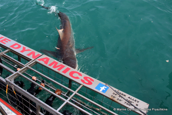 Bronze whaler sharks, Gansbaai, South Africa