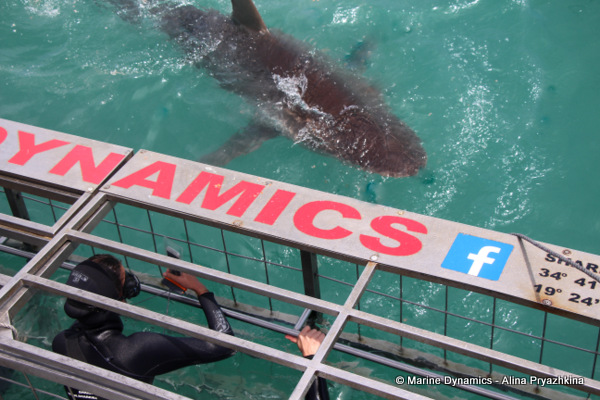 Bronze whaler sharks, Gansbaai, South Africa