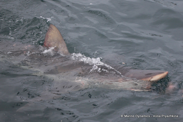 Bronze whaler, Gansbaai, South Africa