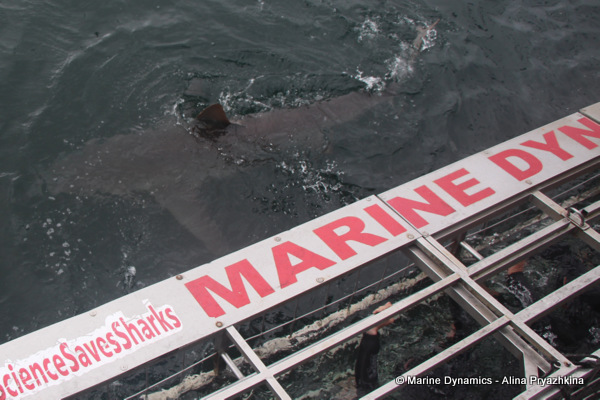 Bronze whalers, Gansbaai, South Africa