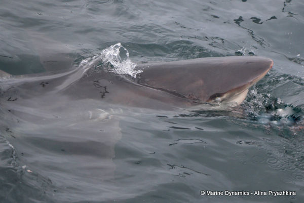 Bronze whalers, Gansbaai, South Africa