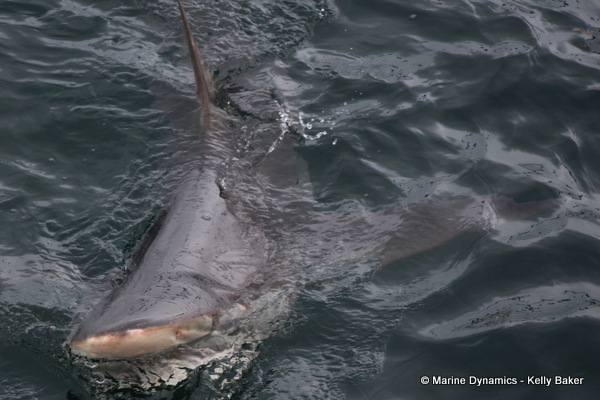 bronze whaler shark, South Africa