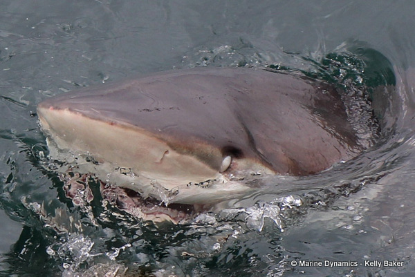 Bronze whaler shark, South Africa