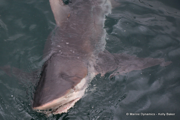 Bronze whaler shark, South Africa