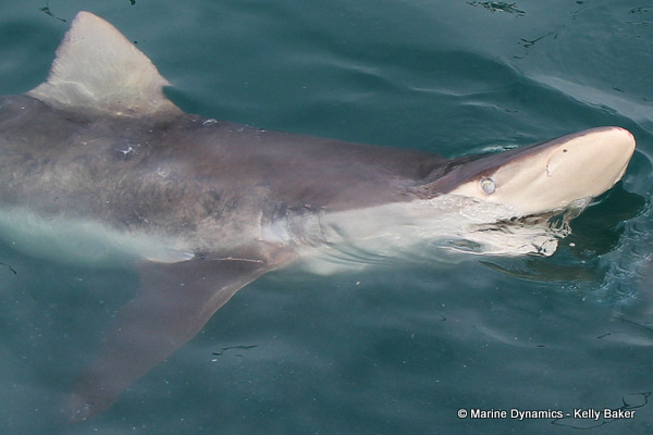 Bronze whaler shark, South Africa