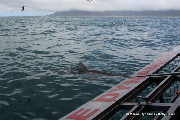 Shark Cage diving, Gansbaai
