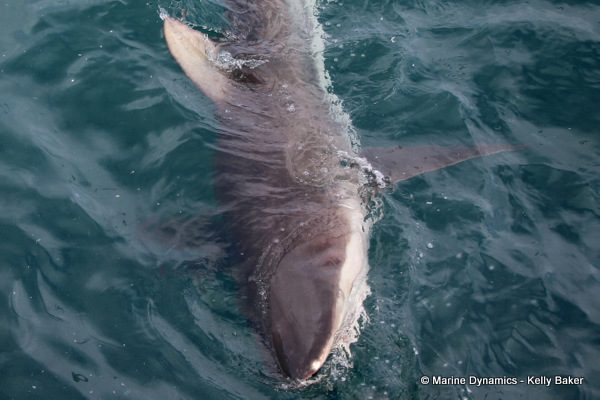 Bronze whaler shark, South Africa