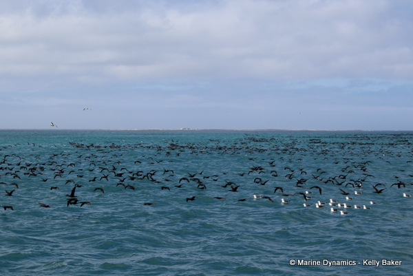 Gansbaai, South Africa