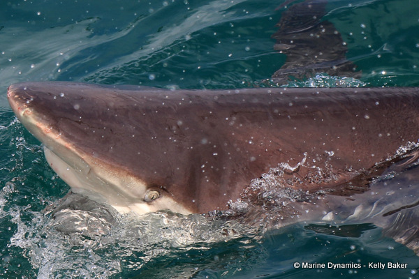 Bronze whaler shark, South Africa