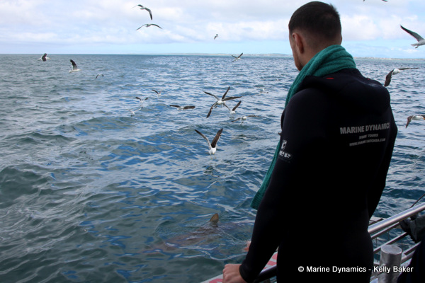 Shark cage diving, South Africa