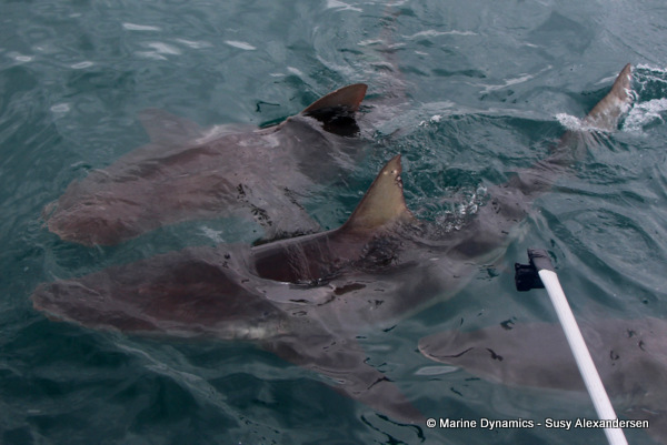 Bronze whaler shark