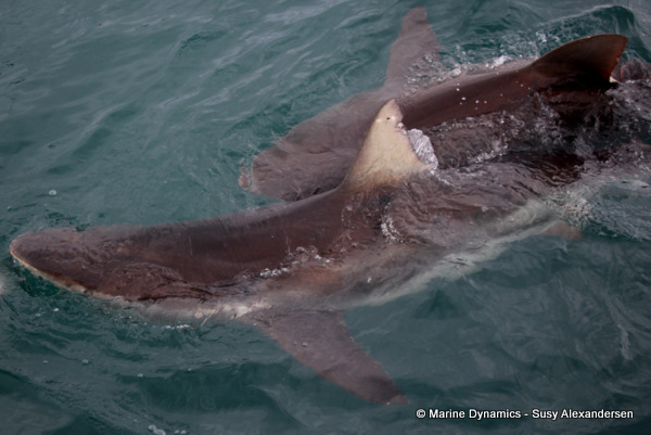 Bronze whaler shark