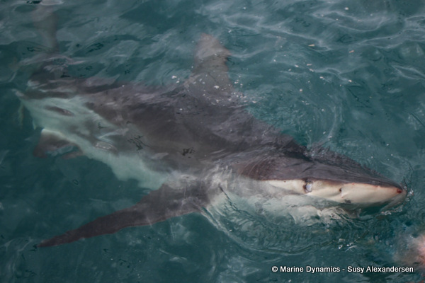 Bronze whaler shark