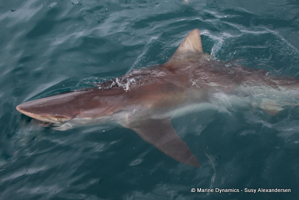 Bronze whaler shark