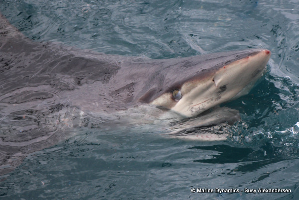 Bronze whaler shark