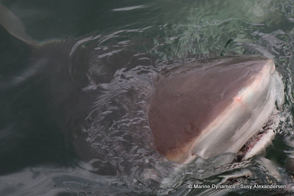 Bronze Whaler shark, South Africa