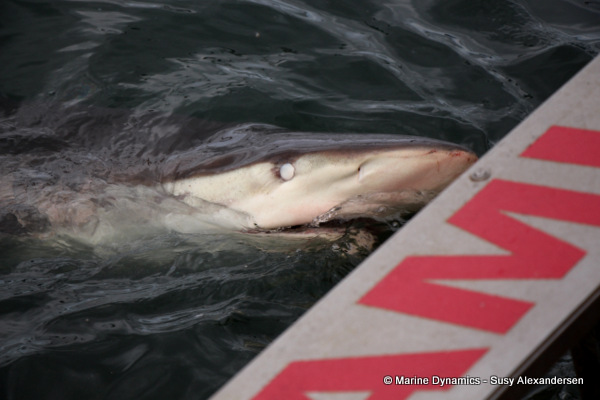 Bronze Whaler shark, South Africa