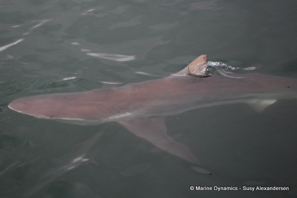 Bronze Whaler shark, South Africa