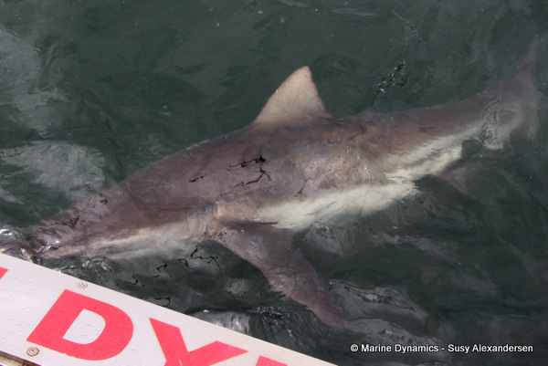 Bronze Whaler shark, South Africa