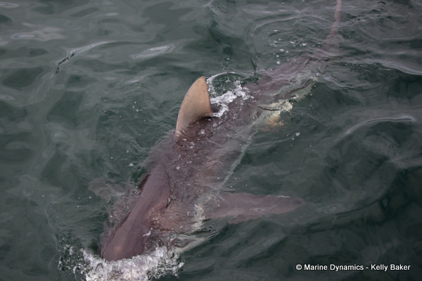 Bronze whaler shark, South Africa