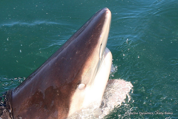 Bronze whaler shark head, South Africa
