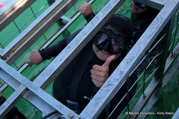 Shark cage diving, South Africa