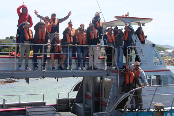 Shark cage diving, South Africa