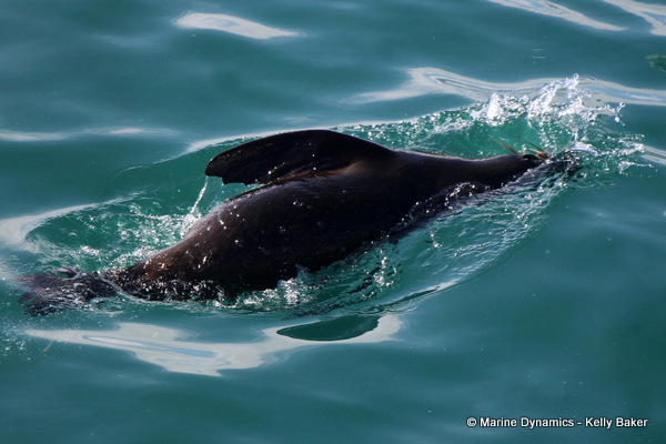 Cape fur seal, South Africa