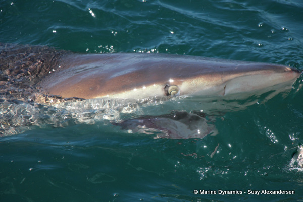 Bronze whaler shark