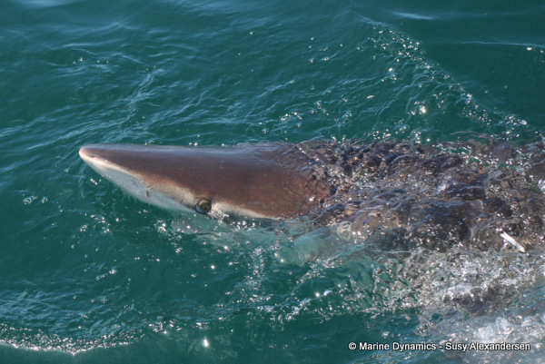 Bronze whaler shark