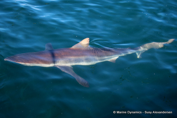 Bronze whaler shark