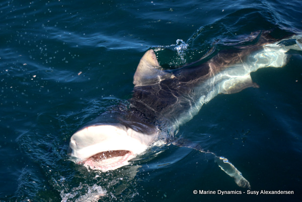 Bronze whaler shark