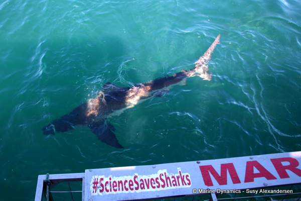 Bronze whaler shark