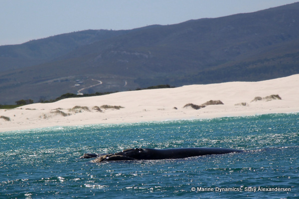 Southern right whale