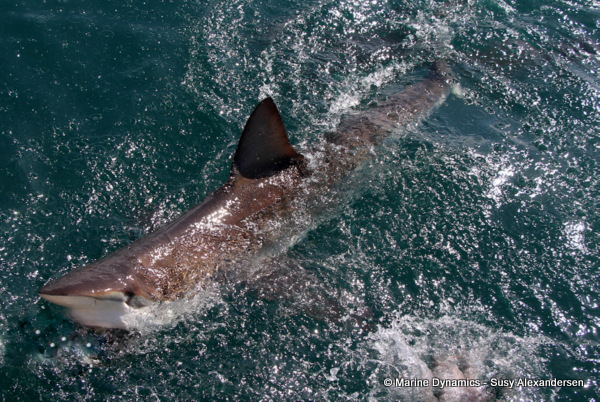 Bronze whaler shark