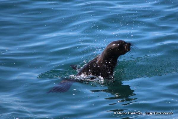 cape fur seal